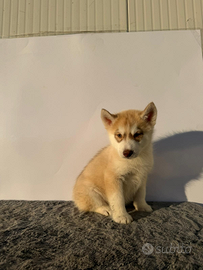 Siberiana Husky con Pedigree