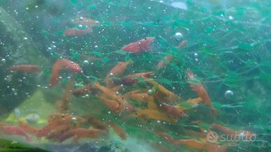 Piante acquario caridine e ampullarie