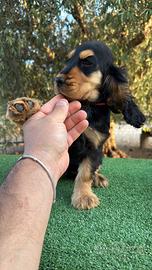 Cocker Spaniel