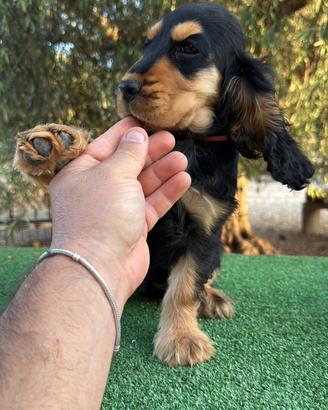 Cocker Spaniel