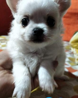 Chihuahua Pedigree Enci ?