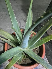 Aloe vera (barbadensis Miller)