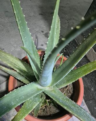 Aloe vera (barbadensis Miller)