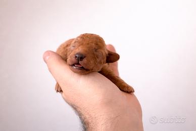 Cucciolo barboncino toy