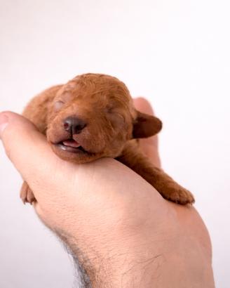 Cucciolo barboncino toy