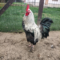 Marans