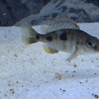 Ciclide Malawi Otopharinx tetrastigma