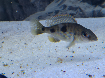 Ciclide Malawi Otopharinx tetrastigma