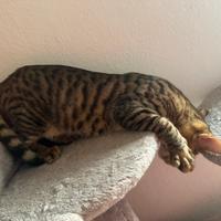 Toyger