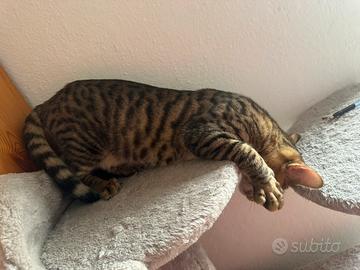 Toyger