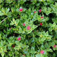 10 talee Pianta Aprenia cordifolia con fiori rosa