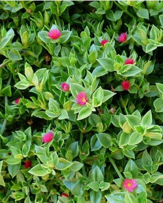 10 talee Pianta Aprenia cordifolia con fiori rosa
