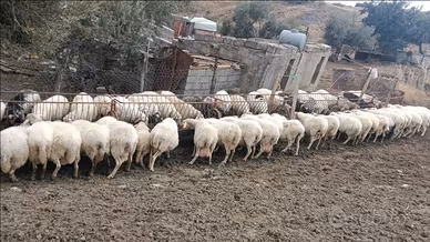Pecore lattare 37 montone 1