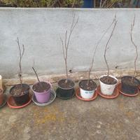 Piantine di glicine viola
