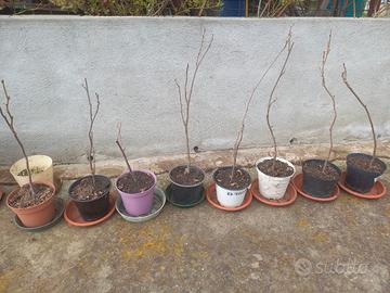 Piantine di glicine viola