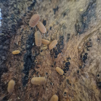 Colonia starter Cubaris murina mandarine