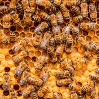 Vendita sciami di api