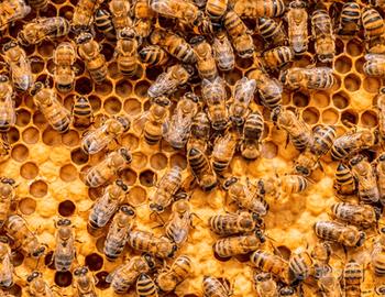 Vendita sciami di api