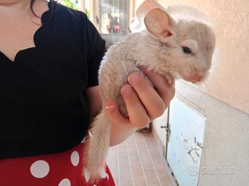 Cucciolo di cincillà