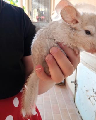 Cucciolo di cincillà