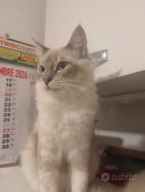 Ragdoll sei mesi maschio disponibile