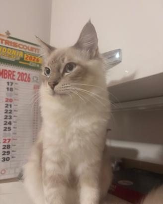 Ragdoll sei mesi maschio disponibile