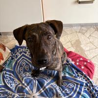 Cane dolce adotta rischia il canile