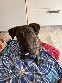 Cane dolce adotta rischia il canile