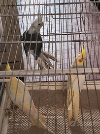 Calopsite e canarini