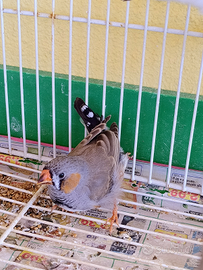 Diamantini Bengalini Mandarini Uccelli