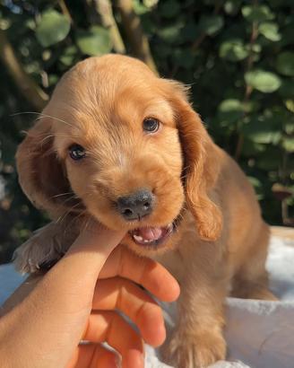 Cuccioli cocker spaniel inglese