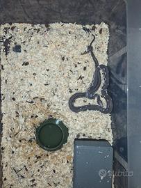 serpente del grano anery scaleless het palmetto