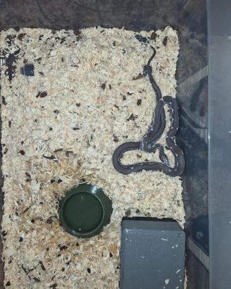 serpente del grano anery scaleless het palmetto