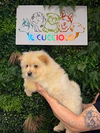 Cuccioli di chow chow femmina