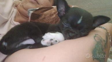Chihuahua nano