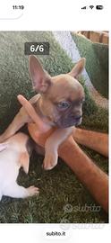 cuccioli di bulldog francese 