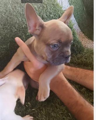 cuccioli di bulldog francese 