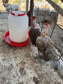 Galline