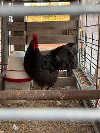 Galli Australorp
