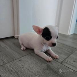 Cucciola chihuhua femmina