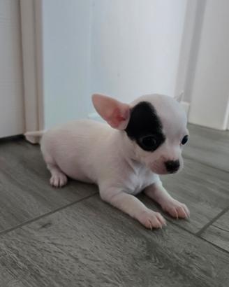 Cucciola chihuhua femmina