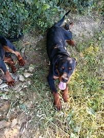 Rottweiler maschio con pedigree