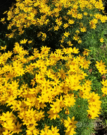 Piante a fiori vari da balcone terrazzo e giardini