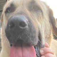 Kangal Malakli (da lavoro)