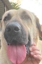 Kangal Malakli (da lavoro)