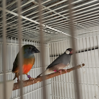 Diamante quadricolore maschio 2024