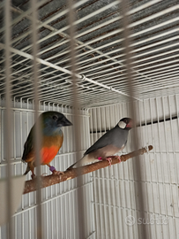 Diamante quadricolore maschio 2024