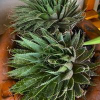 Piante Aloe Aristata d'appartamento succulenta