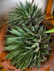 Piante Aloe Aristata d'appartamento succulenta