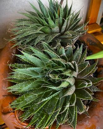 Piante Aloe Aristata d'appartamento succulenta